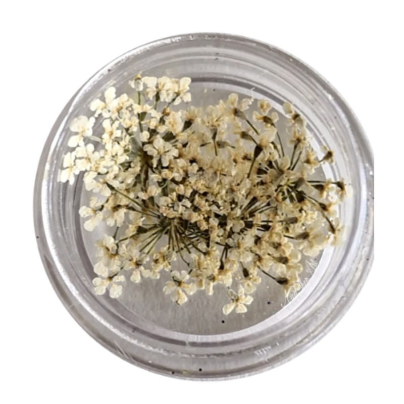 Flores Secas para decoración de uñas, blanco