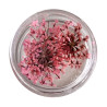 Flores Secas para decoración de uñas, Rosa