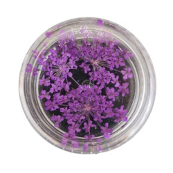 Flores Secas para...